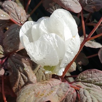 Paeonia obovata var. alba